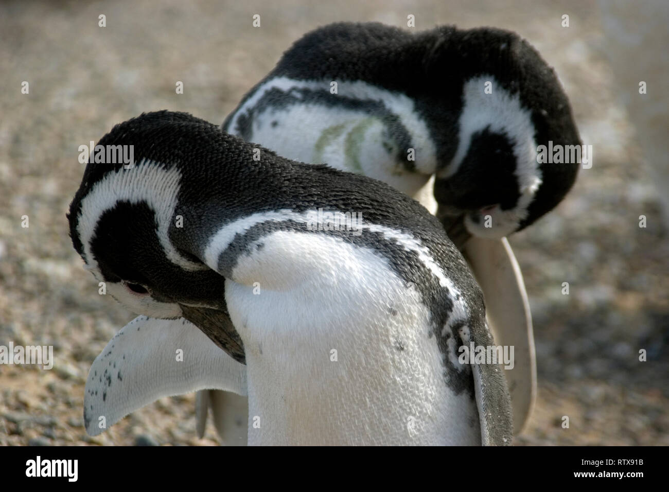 Les manchots de Magellan, Spheniscus magellanicus, Pinguinera Punta Tombo, Rawson, Chubut, en Patagonie argentine Banque D'Images