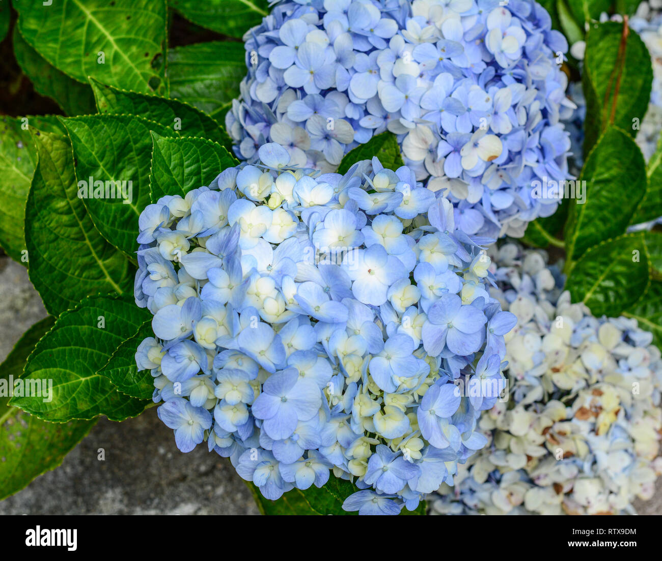 Fleur bleu mauve de l'hortensia à l'ombre jaune Photo Stock - Alamy