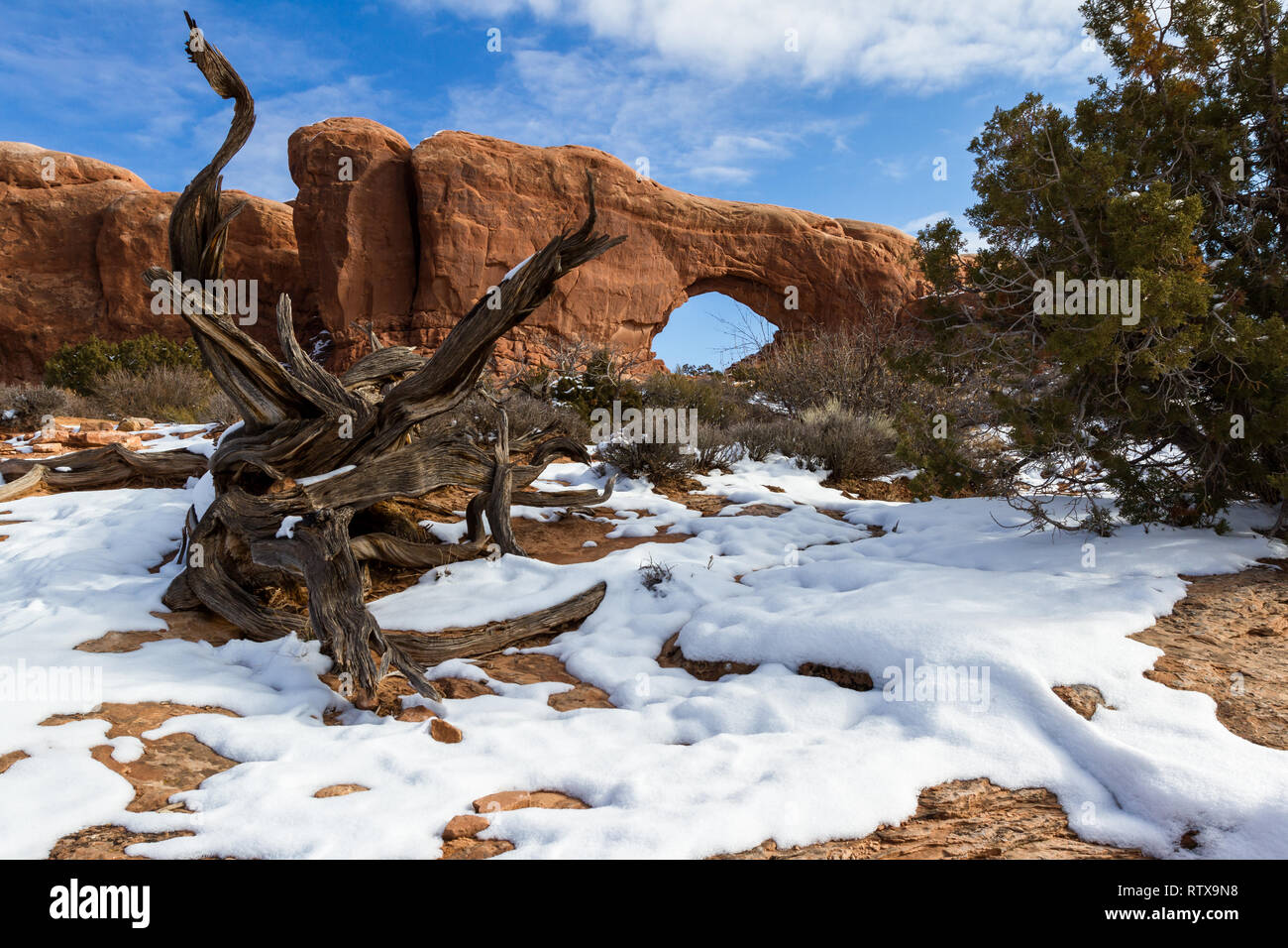 Scène enneigée dans Arches national park avec fenêtre nord dans l'arrière-plan et un vieux arbre mort devant Banque D'Images