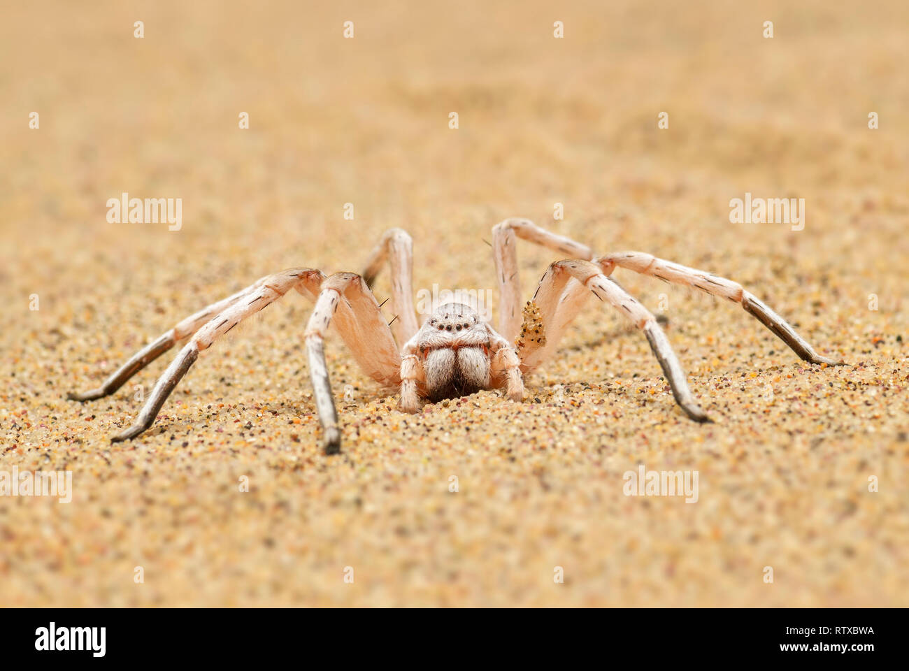 - Carparachne aureoflava araignée roue blanc, de l'araignée du désert du Namib, Walvis Bay, en Namibie. Banque D'Images