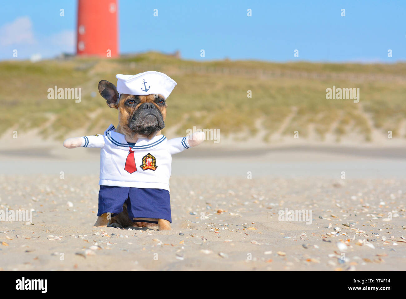 Funny Bulldog français habillé avec un joli costume de chien marin sur la plage Banque D'Images