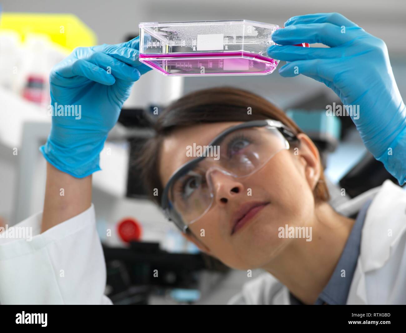 Biologiste cellulaire femelle de l'examen d'un ballon contenant des cellules souches, cultivé en milieu de croissance rouge. Banque D'Images