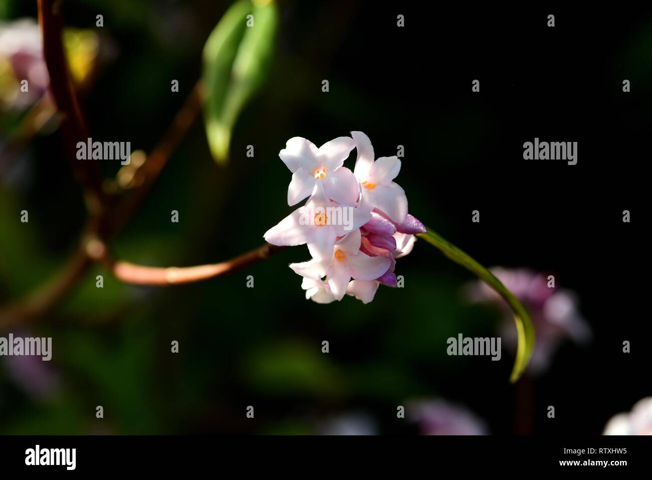 Daphne bholua Jacqueline Postill en fleur. Banque D'Images