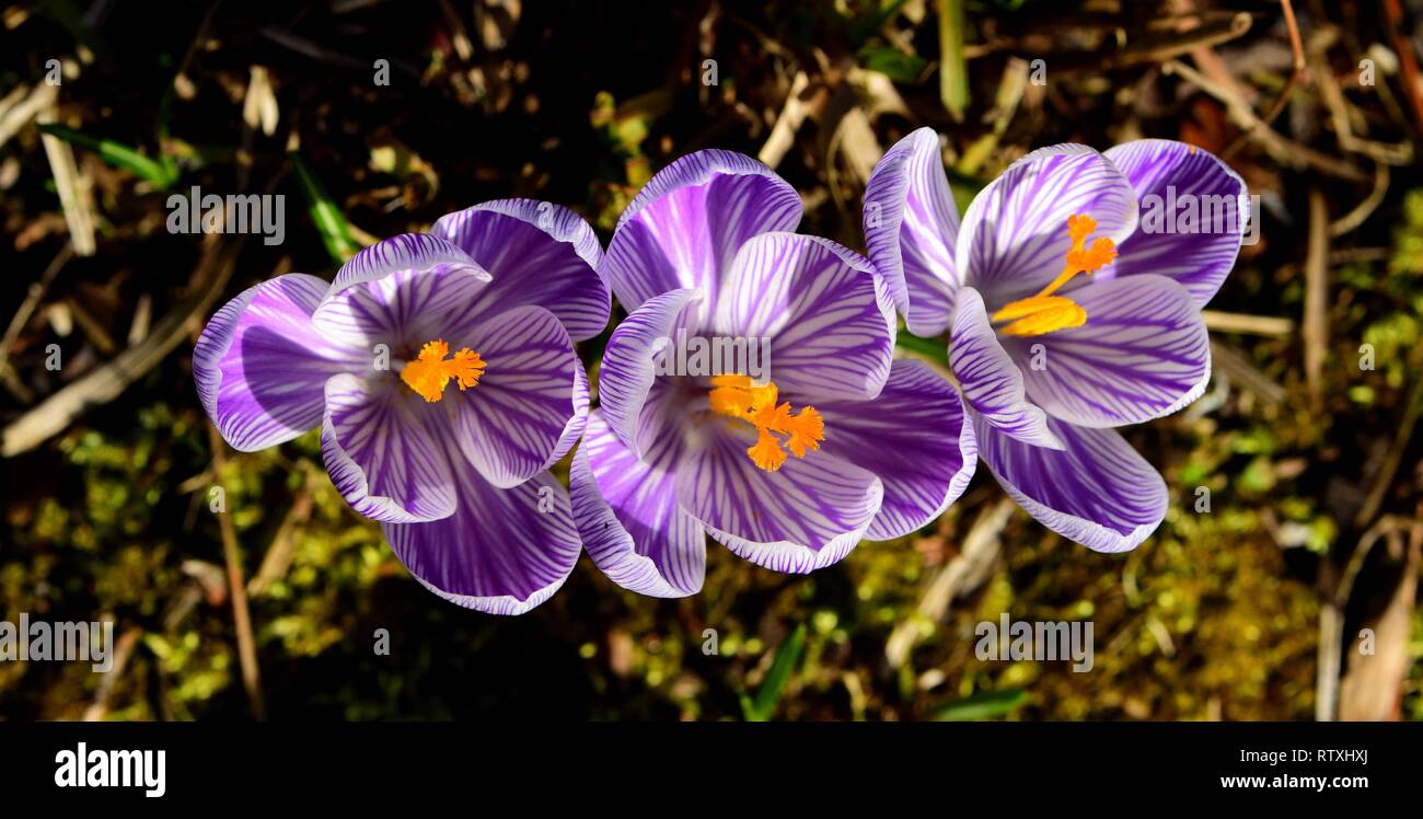 Trois Crocus vernus vu de dessus. Banque D'Images
