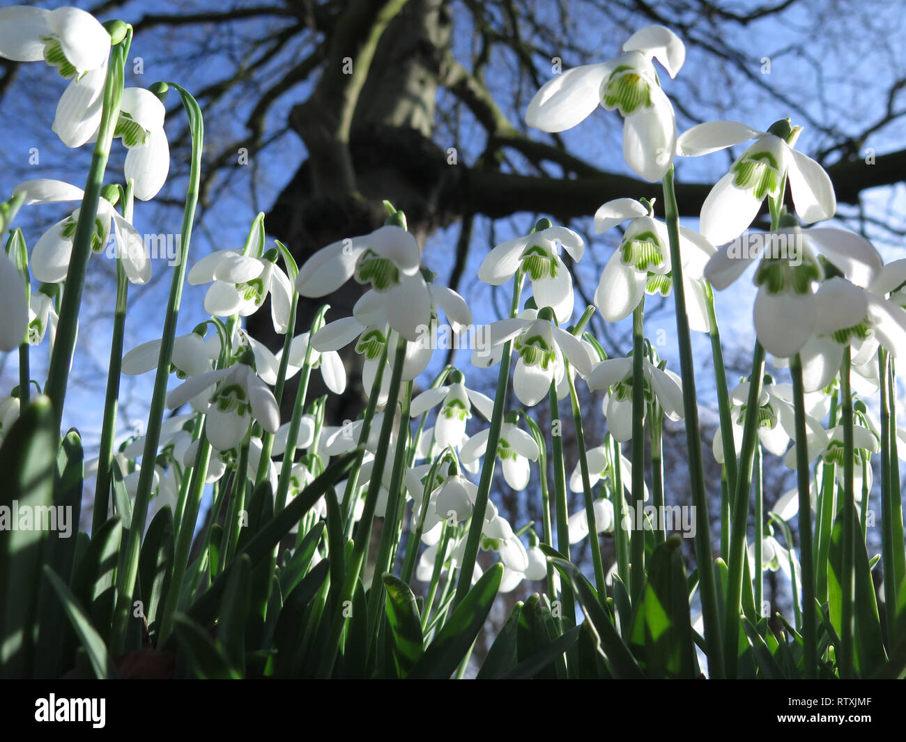 Suffolk Angleterre perce-neige Banque D'Images