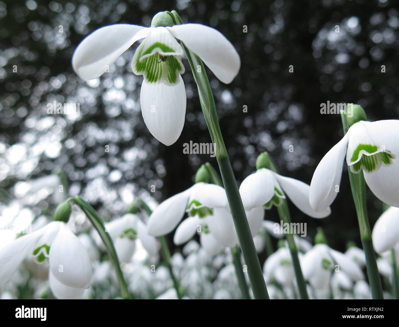 Suffolk Angleterre perce-neige Banque D'Images