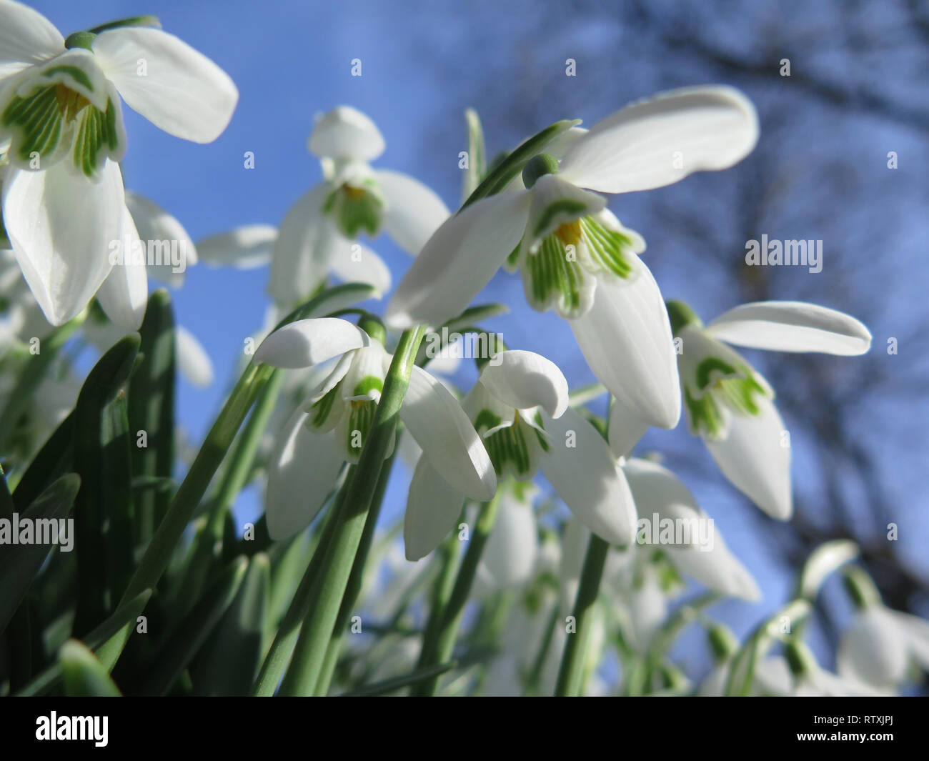 Suffolk Angleterre perce-neige Banque D'Images