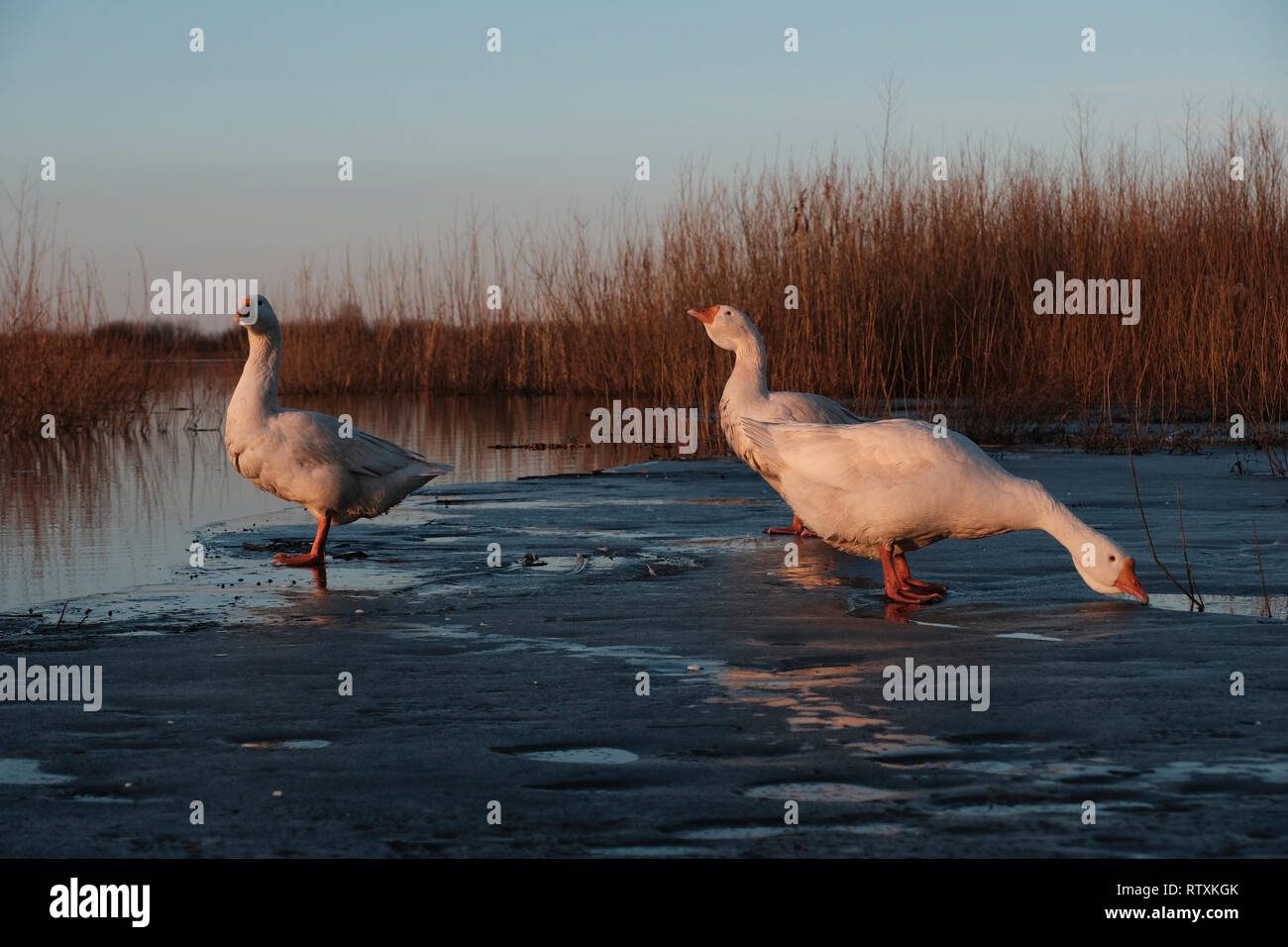 Les oies à la rive du fleuve en Yaselda Motal Motol ou une ville située dans la région de Brest en Ivanava Banque D'Images