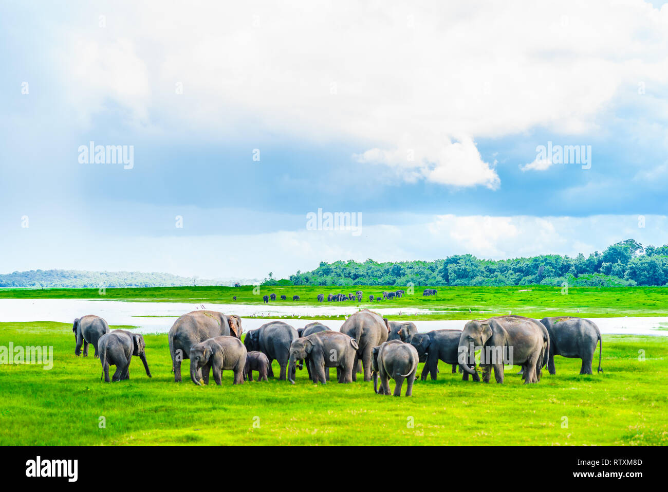 Voir le troupeau d'éléphants dans le parc national de Kaudulla, Sri Lanka Banque D'Images