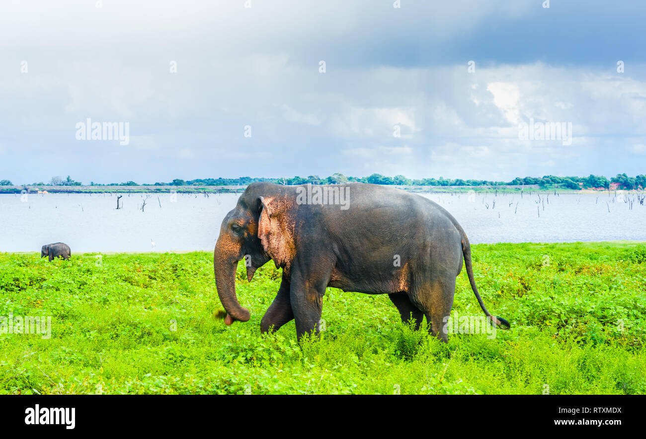 Voir l'éléphant dans le parc national de Kaudulla, Sri Lanka Banque D'Images