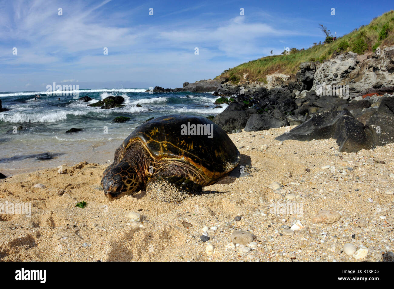 Tortue verte, Chelonia mydas, repose dans le sable de Ho'okipa Beach, Maui, Hawaii, USA Banque D'Images