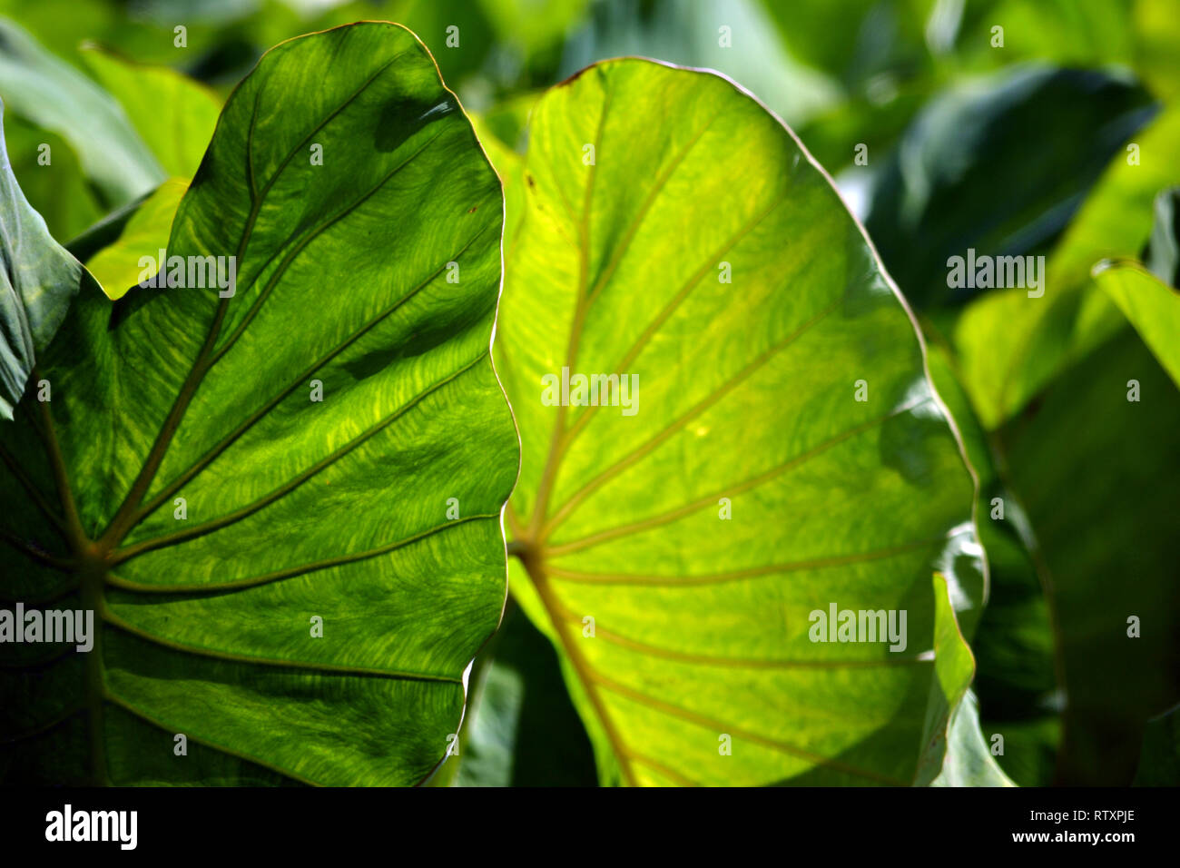Les feuilles de taro, Colocasia esculenta, la famille Araceae, à la vallée d'Hanalei, Kauai, Hawaii, USA Banque D'Images