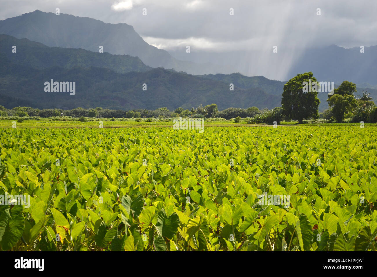 Approche de la pluie, plantation de taro Colocasia esculenta, la famille Araceae, à la vallée d'Hanalei, Kauai, Hawaii, USA Banque D'Images