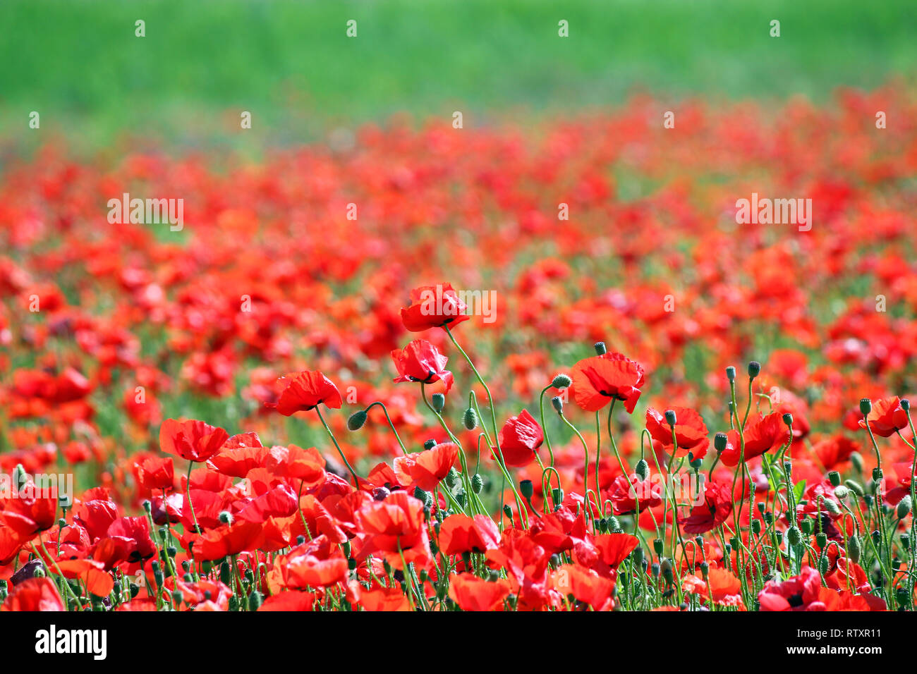Pré des fleurs coquelicots au printemps paysage Banque D'Images