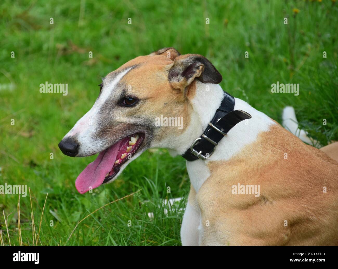 Portrait d'un brown Greyhound irlandais avec un collier noir. Banque D'Images