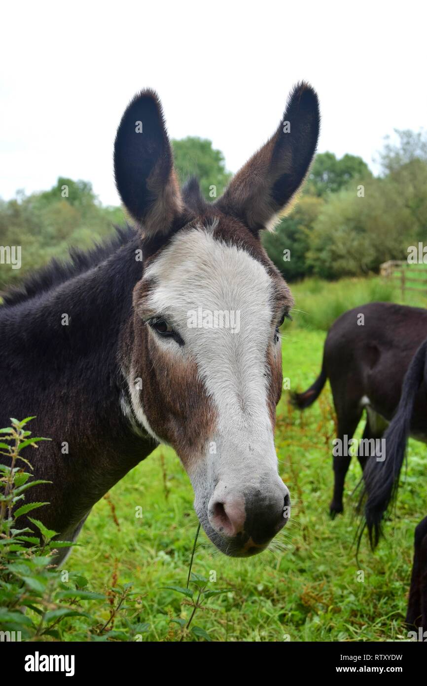 Portrait of a cute âne brun et blanc en Irlande. Banque D'Images