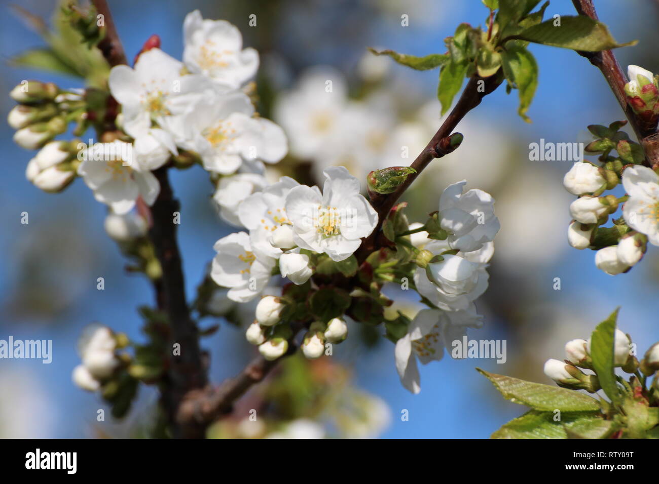 La floraison au printemps Banque D'Images