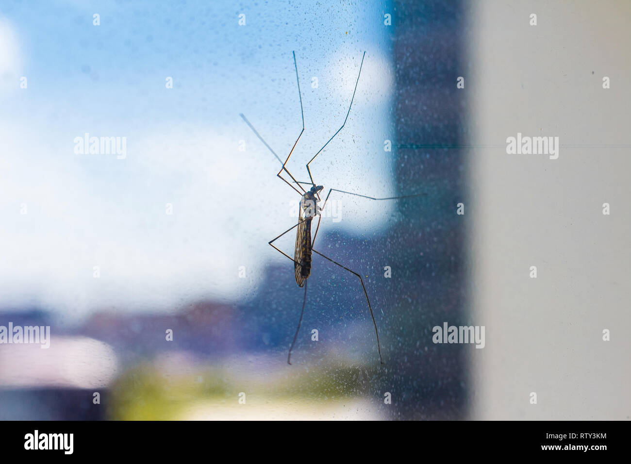 Tipule moustique sur l'écran de la fenêtre close-up Banque D'Images