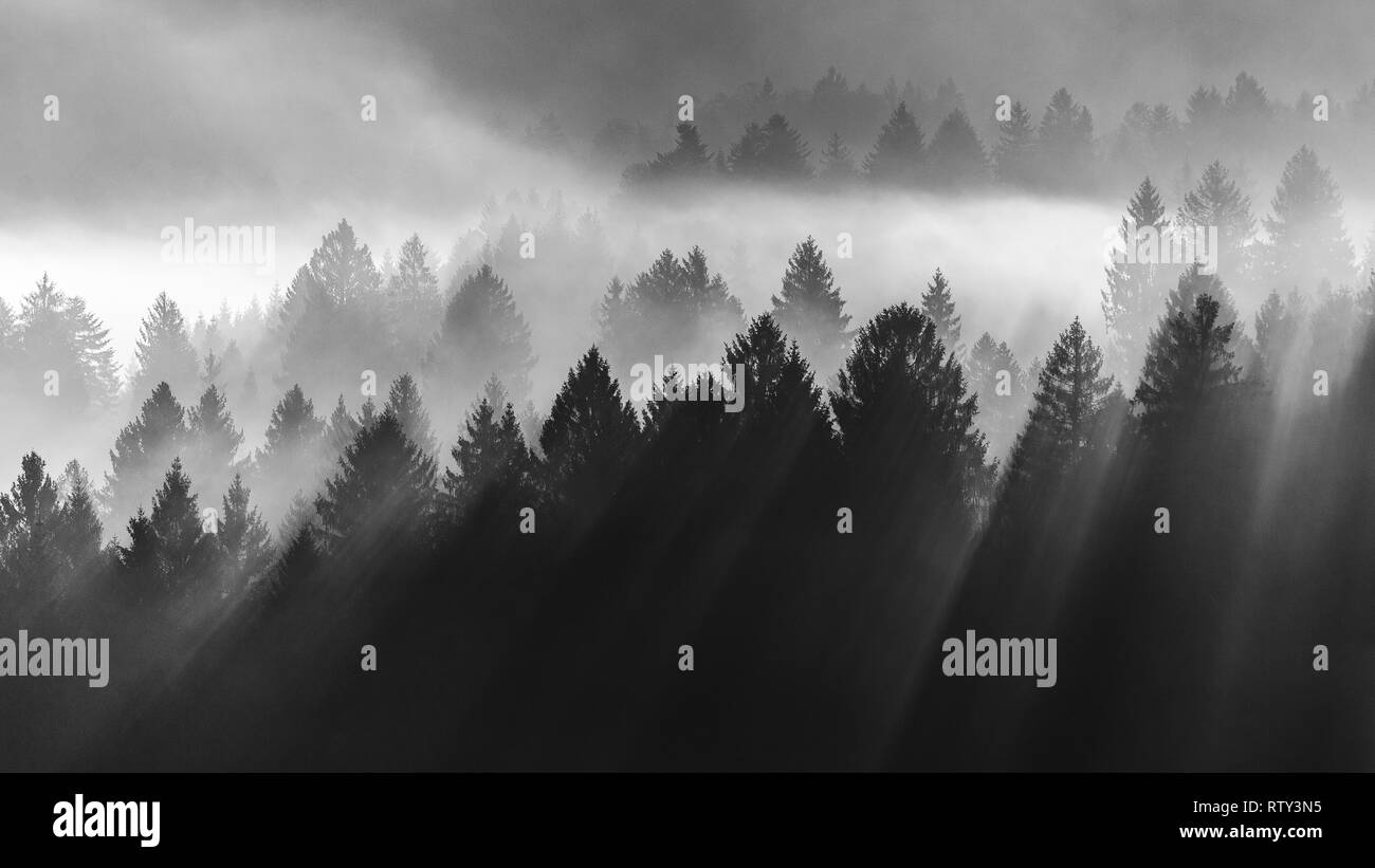 La forêt conifères de Cansiglio. Soleil au lever du soleil. Poutres de lumière sur les arbres à travers le brouillard. Paysage de montagne noir blanc. Prealpi Venete, Italie. Banque D'Images