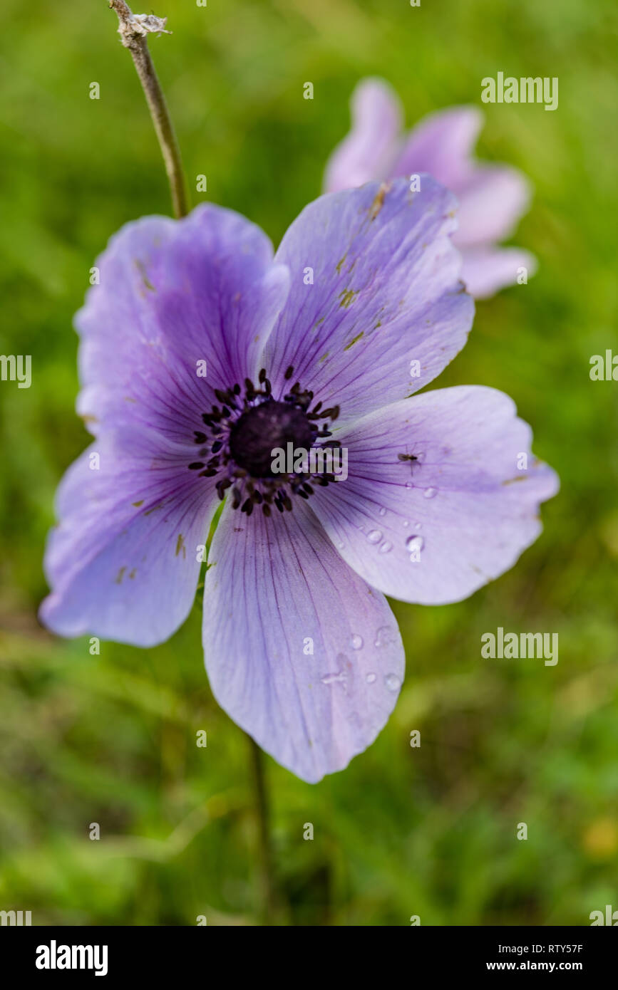 Anémone coronaria Anémone - la couronne de fleurs sauvages à partir de Chypre Banque D'Images