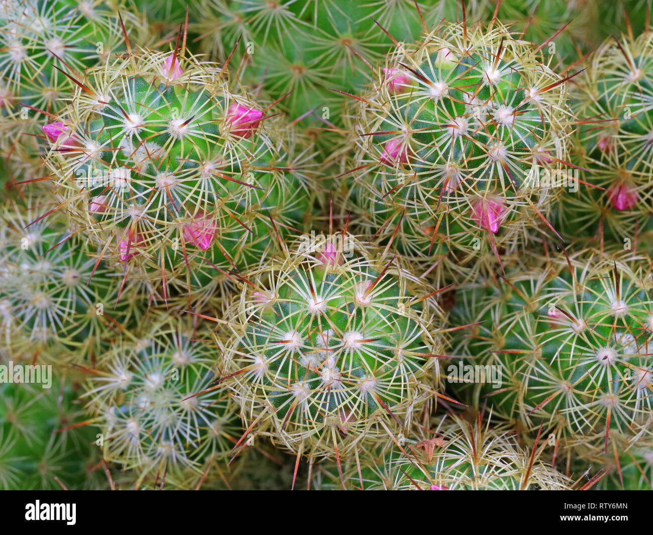 Close up, vue du dessus de cactus avec des fleurs roses en arrière-plan Banque D'Images