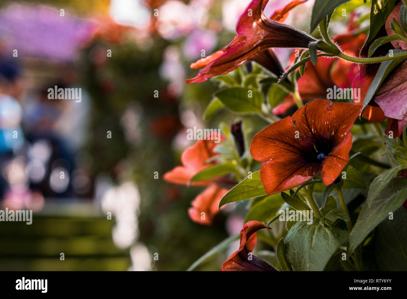 Quelques belles fleurs tourné avec un Nikon D3300 avec objectif NIKKOR 18-55mm. Banque D'Images