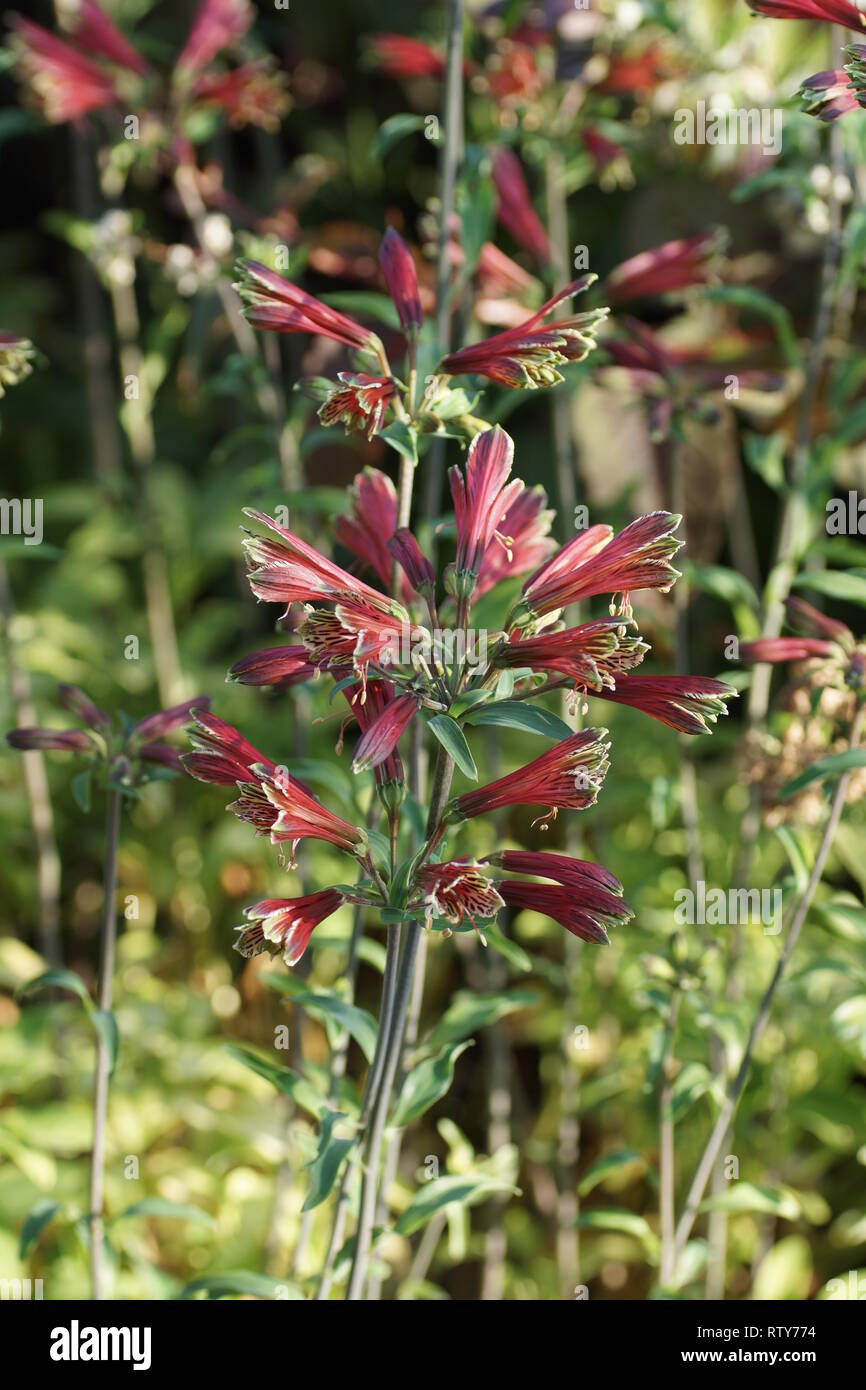 L'Alstroemeria psittacina Banque D'Images