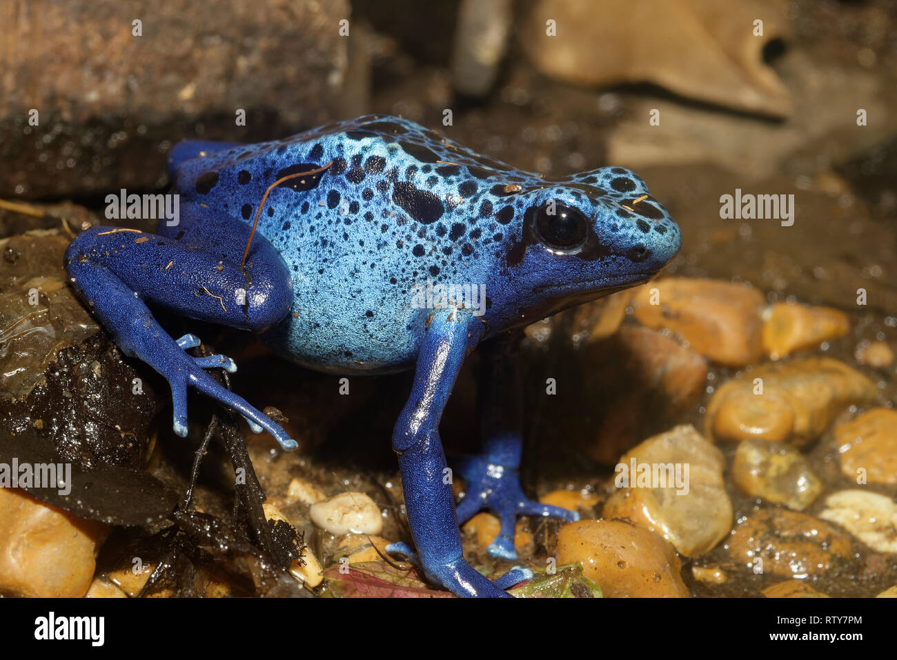 Blue Poison Frog - Dendrobates tinctorius azureus espèces rares du Surinam Banque D'Images