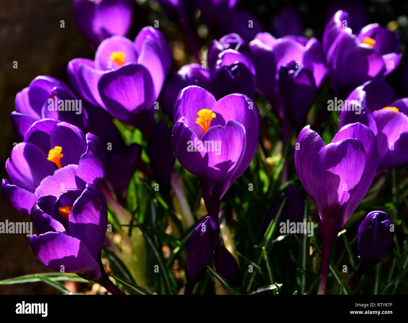 Fleur de Crocus Notice de rétroéclairage. Banque D'Images