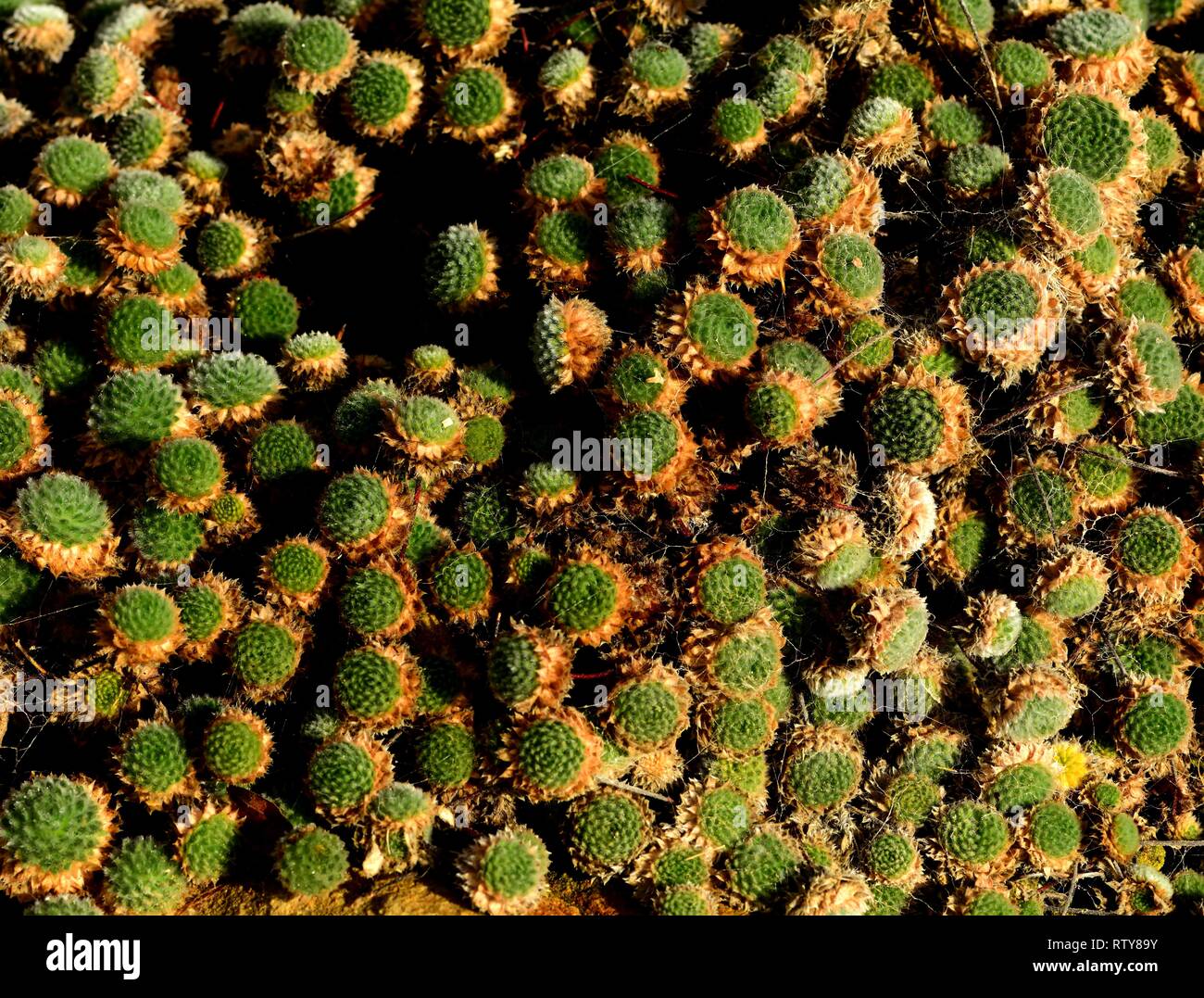 Un lit de soleil tapis Rock Jasmine Banque D'Images