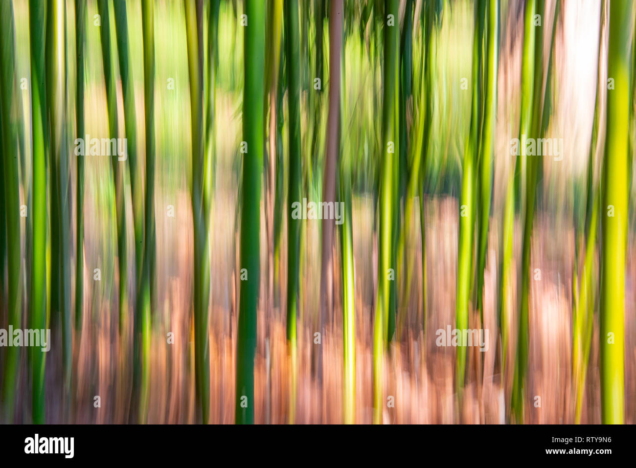 Forêt de bambous abstrait arrière-plan, flou de mouvement vertical Banque D'Images