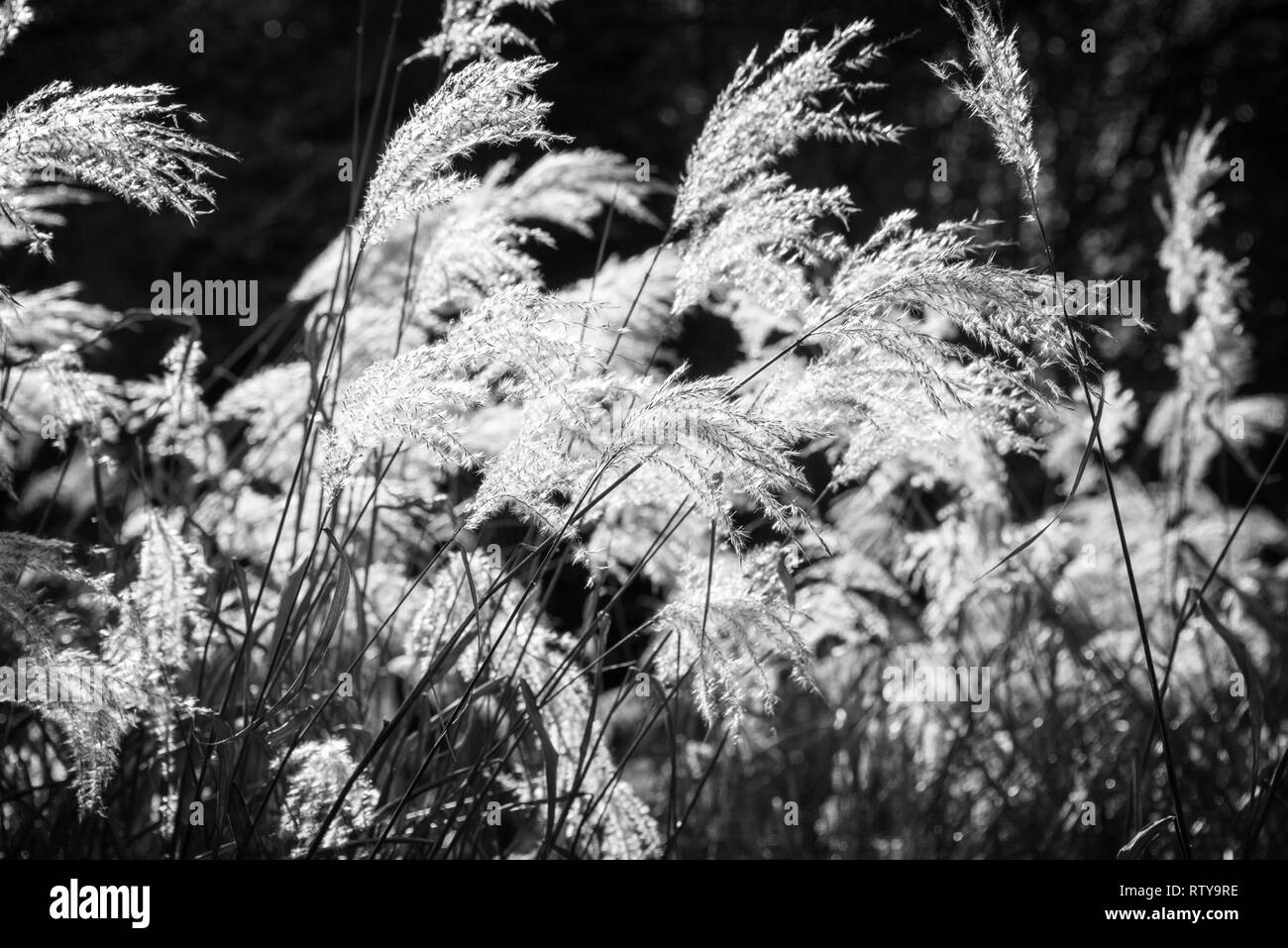 Herbes mauvaises herbes au soleil, la photographie noir et blanc Banque D'Images