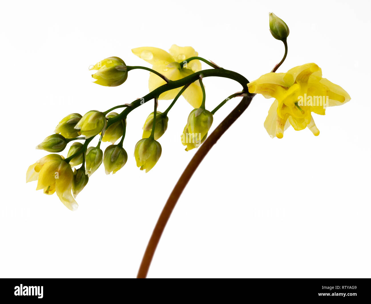 Des fleurs vivaces à feuilles persistantes, barrenwort Epimedium x versicolor 'Sulphureum' sur un fond blanc Banque D'Images