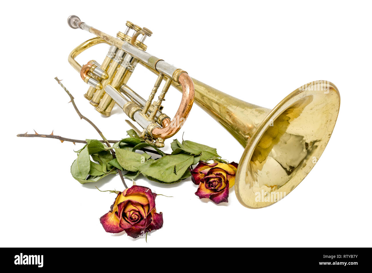 Vieux rouillé or trompette avec séchés roses isolated on white Banque D'Images
