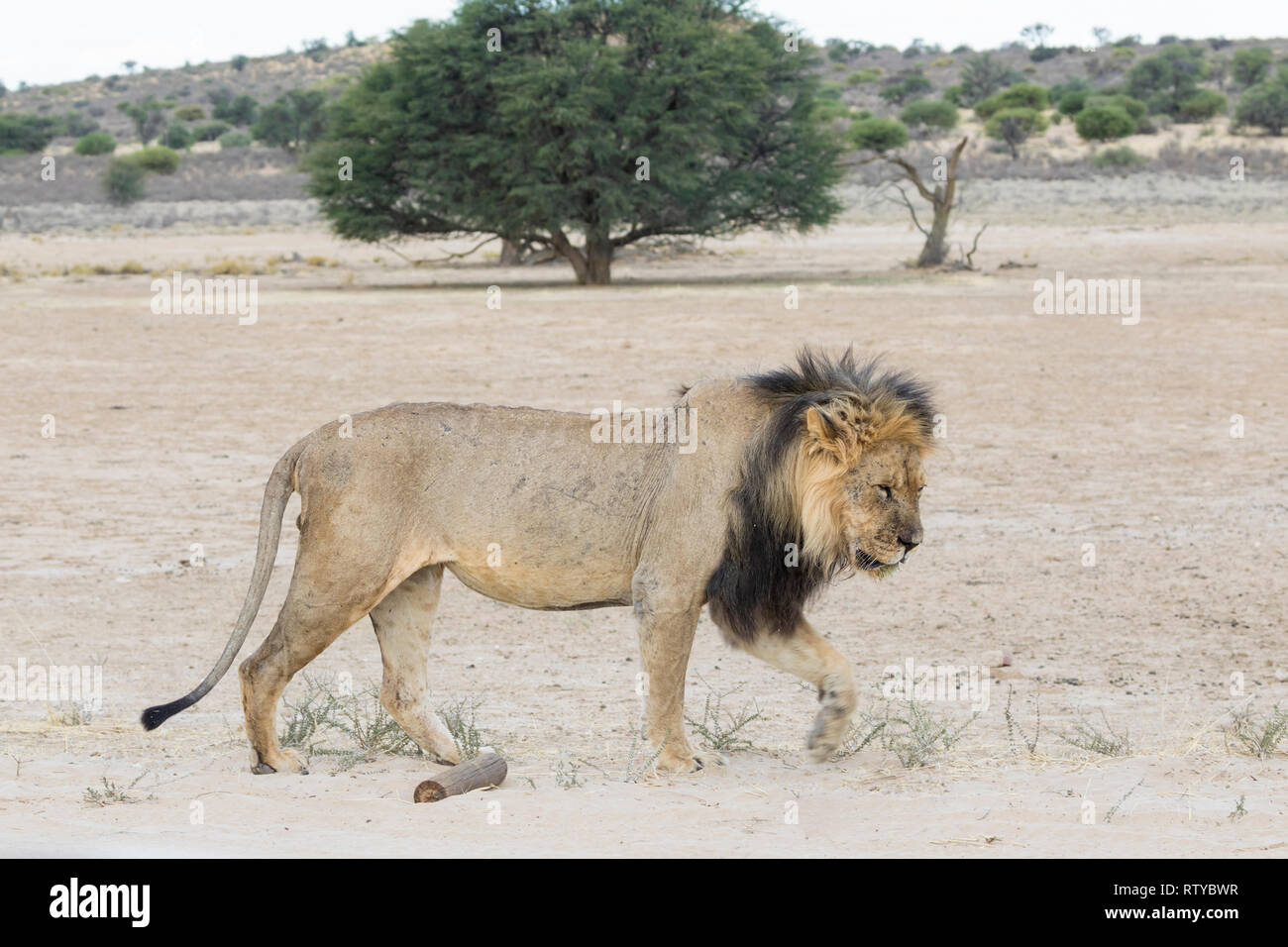 Kalahari Lion, Panthera leo, Kgalagadi Transfrontier Park, Northern Cape, Afrique du Sud. Vieux mâles marqués à marcher le long de la rivière Nossob à sec Banque D'Images