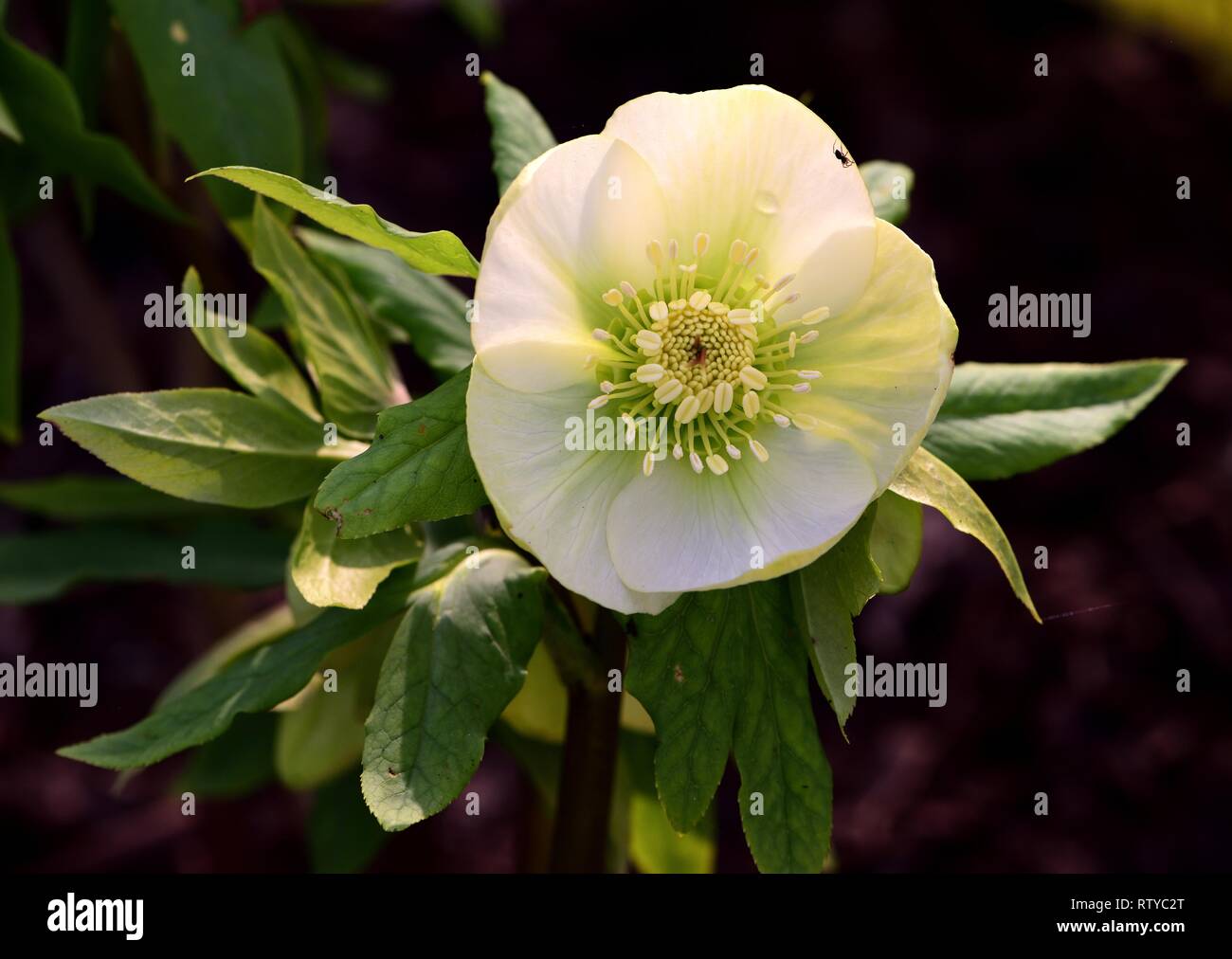 L'hellébore blanc gros plan de fleur Banque D'Images