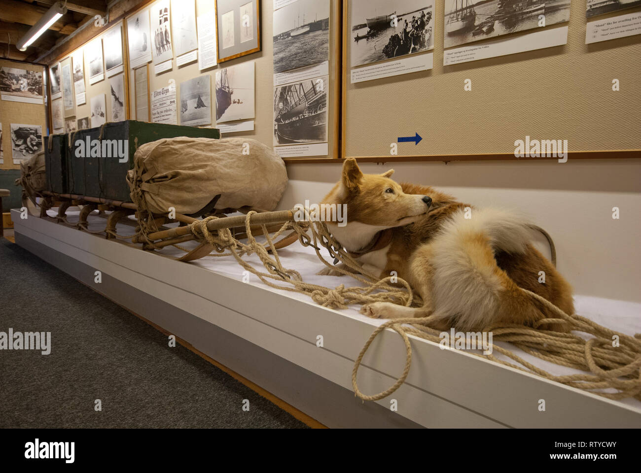 Chien en peluche et traîneau en bois utilisé pour les expéditions arctiques, musée polaire (Polarmuseet) dans le comté de Troms, Tromso, Norvège Banque D'Images