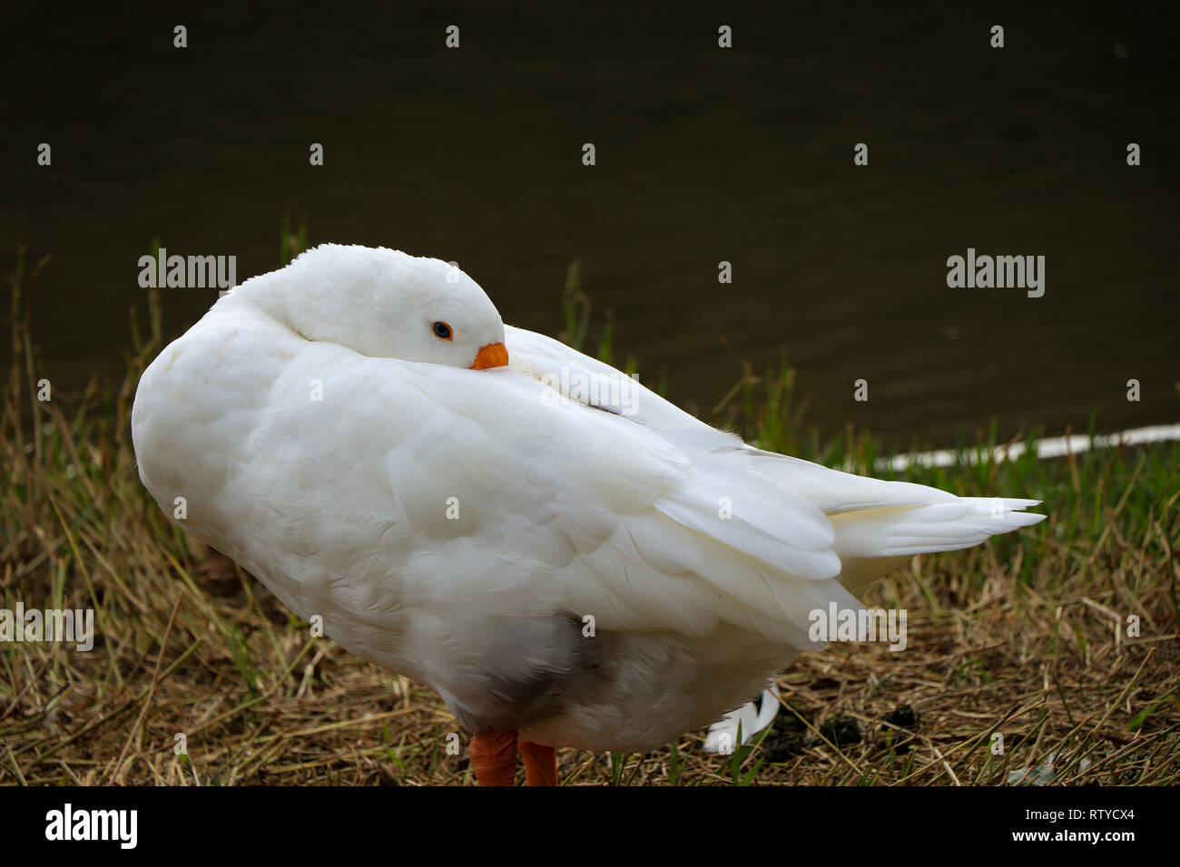 Belle oie blanche dans un lac Banque D'Images