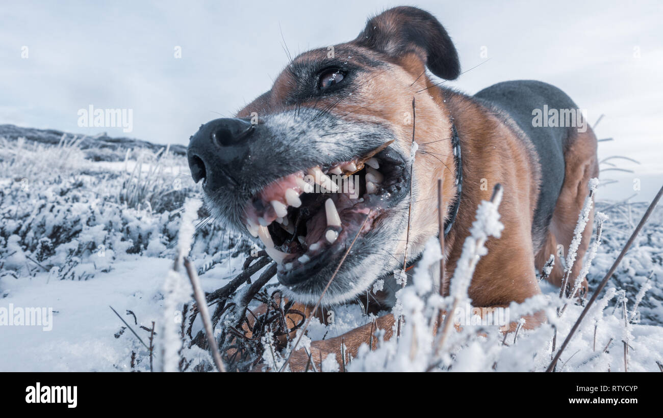 Close up of a senior chien de mâcher un bâton dans la neige avec des dents blanches à la recherche en santé. Banque D'Images