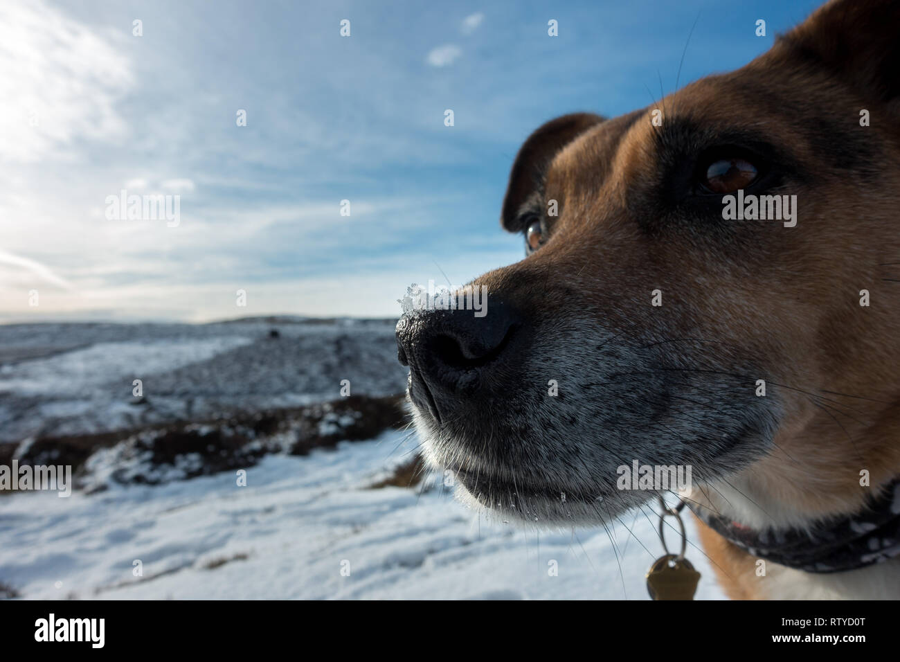 Chien mignon avec de la neige sur son nez lors d'une journée de neige dans le Yorkshire Banque D'Images