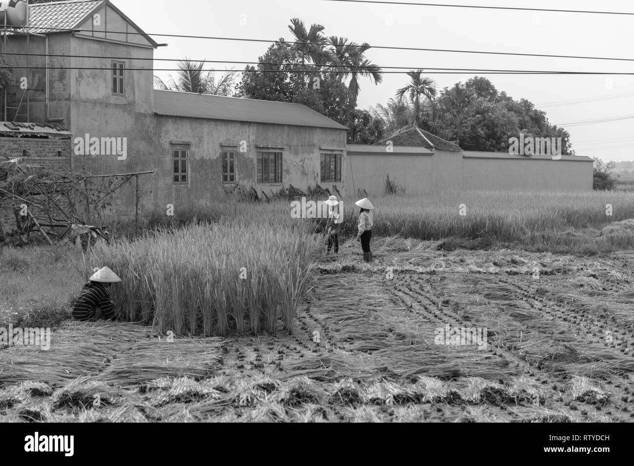 Image en noir et blanc de la récolte du riz en milieu rural- Vietnam Banque D'Images