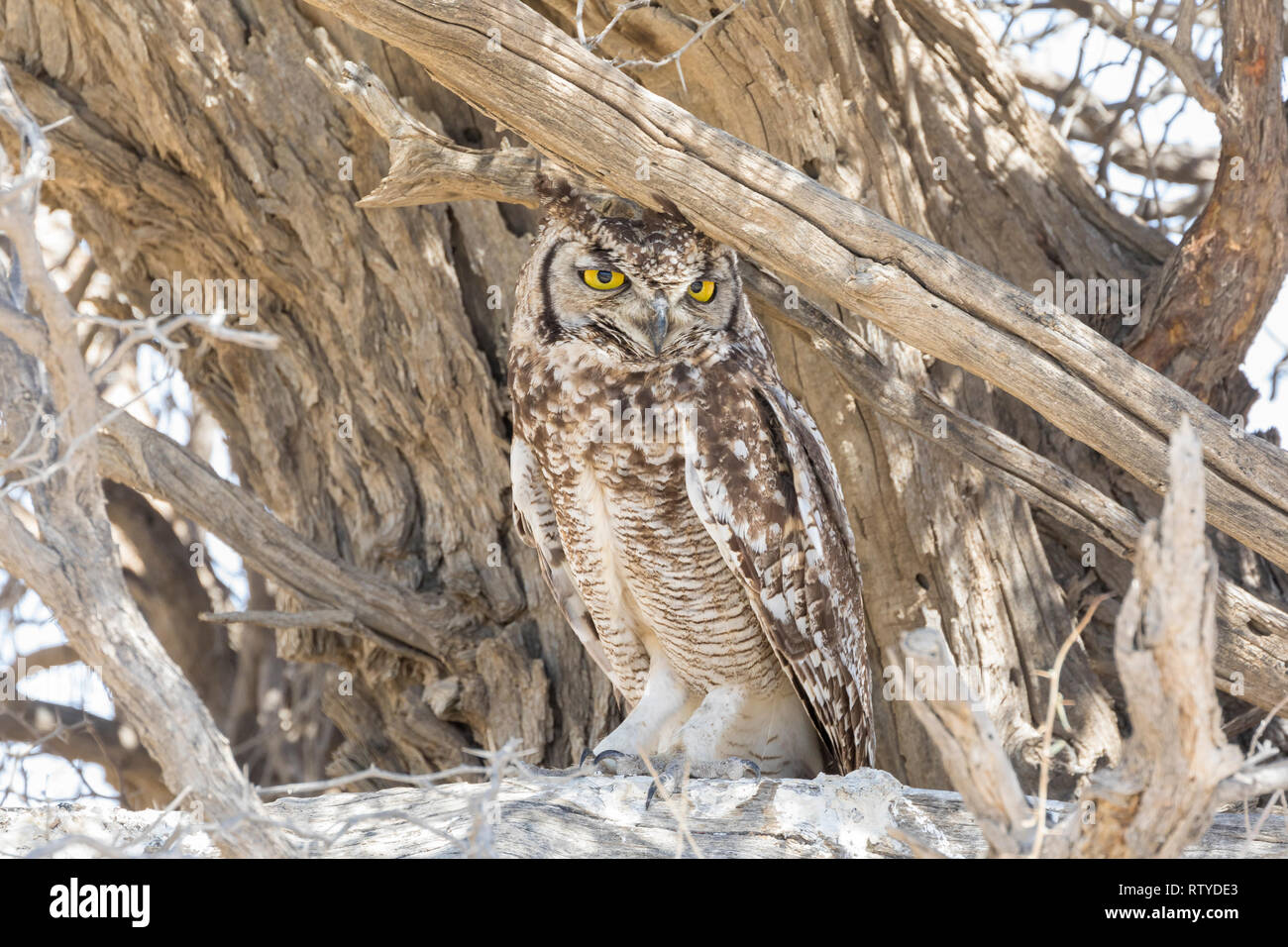 La Chouette tachetée à aigle (Bubo africanus) camouflée perchée dans un arbre, cap nord, Kalahari, Afrique du Sud Banque D'Images