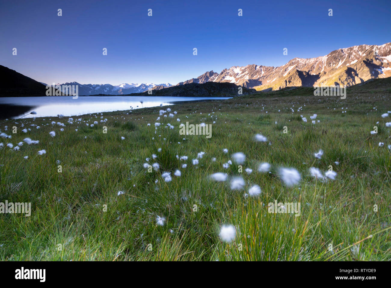 L'herbe de coton sur les rives du Lago Nero, Gavia Pass, la Vallée Camonica, province de Brescia, Lombardie, Italie Banque D'Images