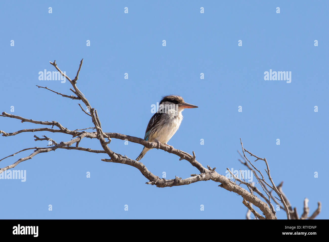 Kingfisher rayé (Halcyon chelicuti) perché sur la branche, Cap Nord, Afrique du Sud Banque D'Images