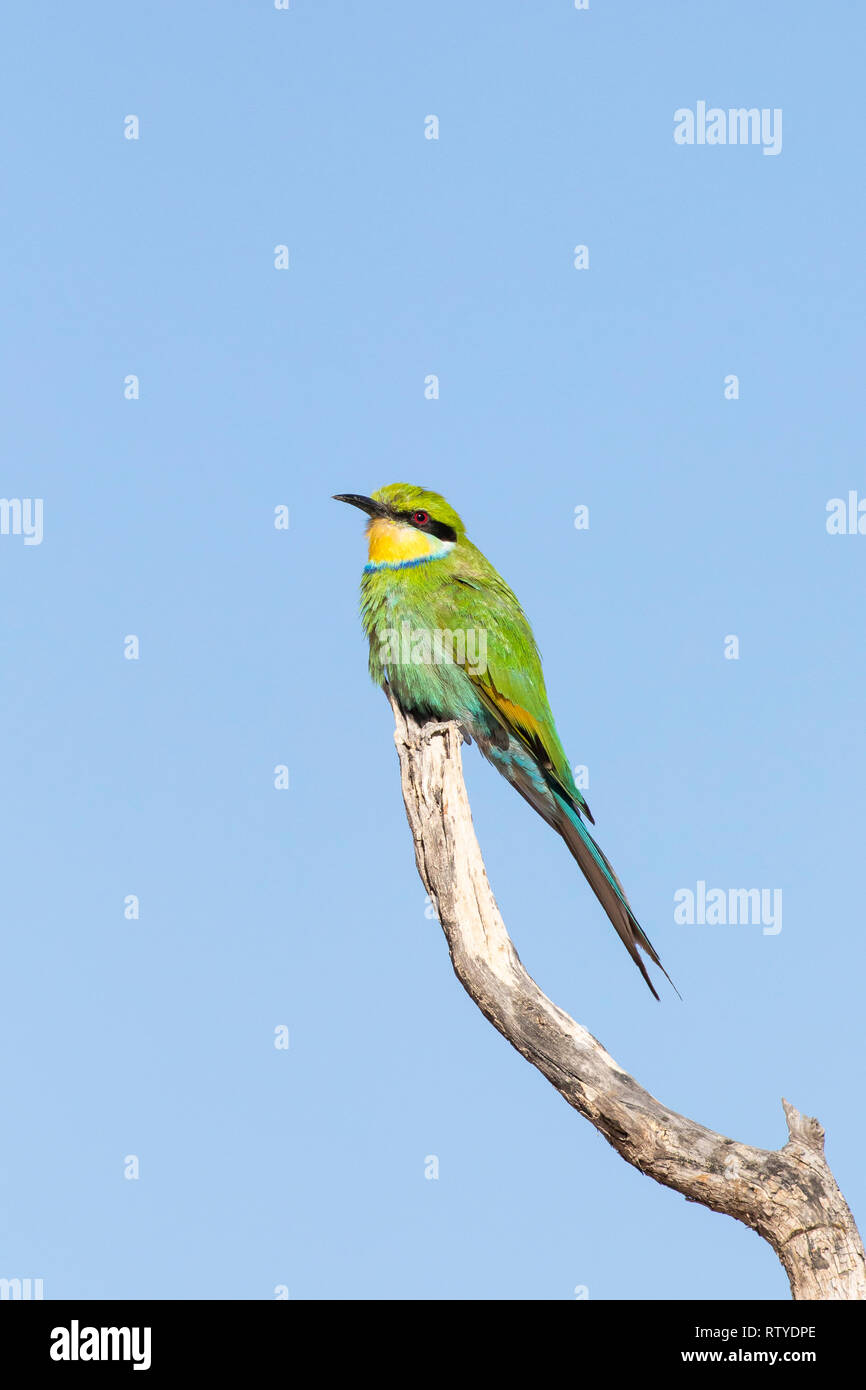 Bee-Eater Swallow-Tailed Merops hirundineus,, Kgalagadi Transfrontier Park, Northern Cape, Afrique du Sud perché sur branch Banque D'Images