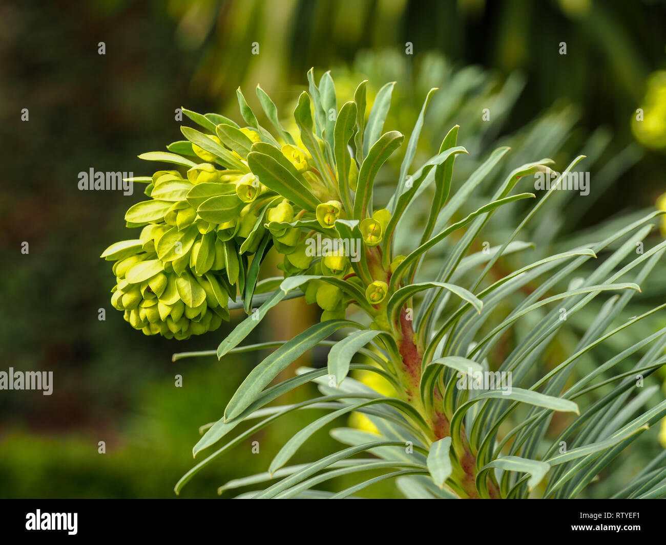 Tête de fleur sur une plante Euphorbia avec des fleurs jaunes au début du printemps Banque D'Images