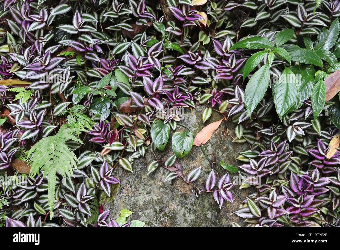Jungle de Taiwan. Le parc national de Taroko à Taiwan. La flore de la forêt tropicale - Tradescantia zebrina juif errant (plante). Les espèces végétales envahissantes. Banque D'Images