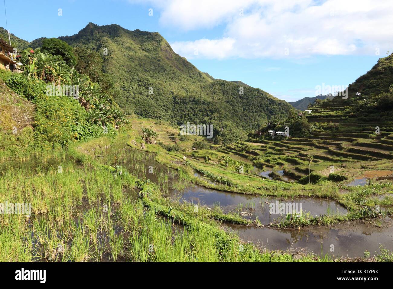 Les terrasses de riz aux Philippines - La culture du riz dans la région de Batad Banaue (village). Banque D'Images
