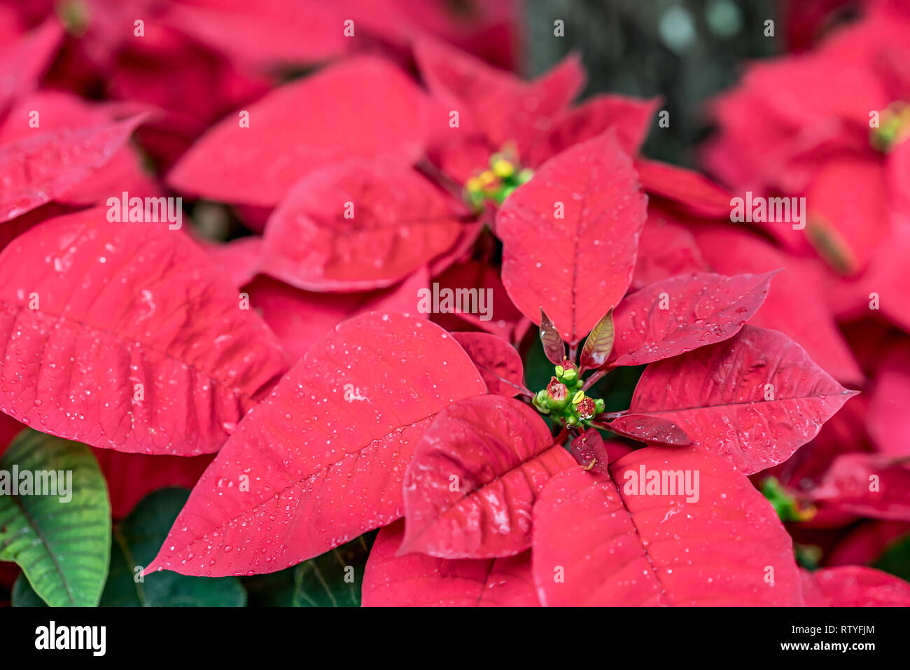 Le poinsettia mexicain, a appelé la fleur de Noël, est utilisé dans les décorations de Noël, en raison de sa couleur rouge brillant. Banque D'Images