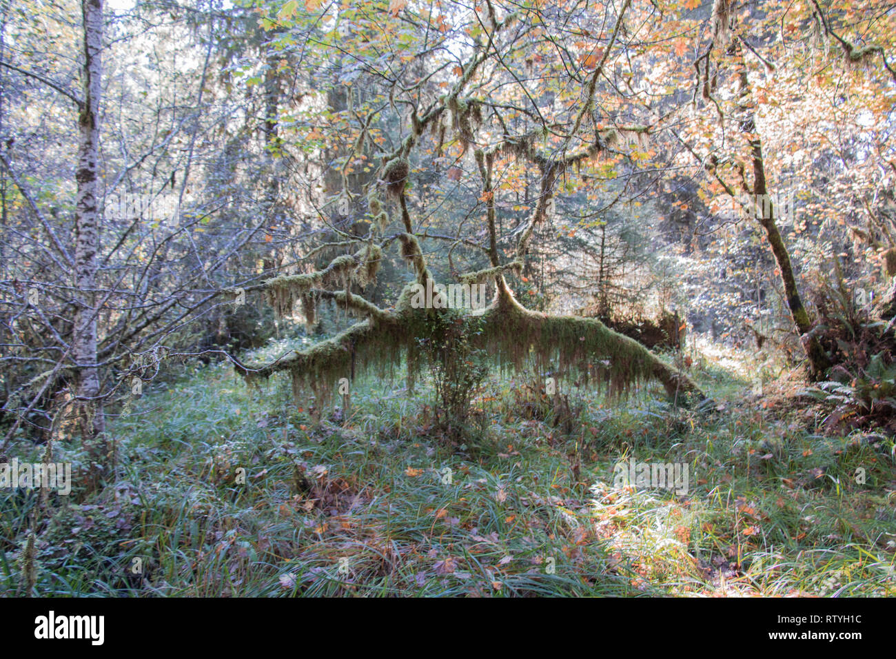 Olympic National Park est un vaste désert de la nature. Au plus profond de la forêt tropicale de Hoh antiques sapins Douglas géant et épicéas de Sitka. Banque D'Images